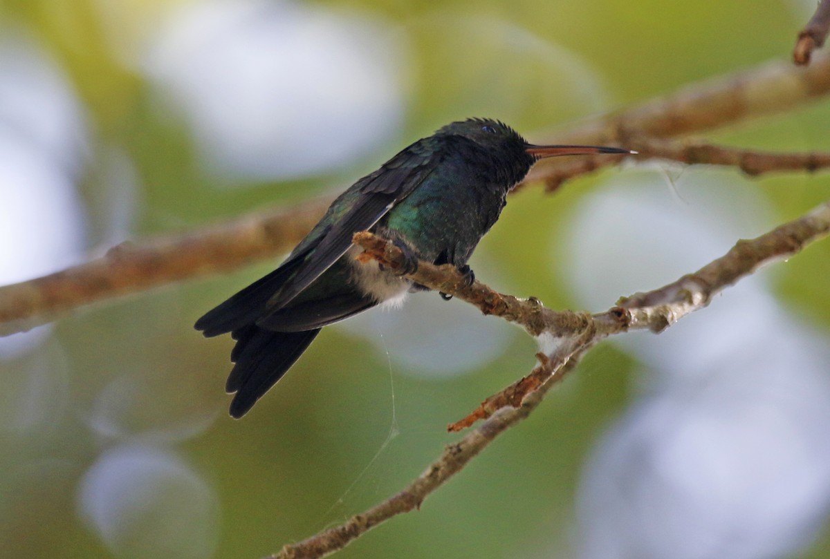 kolibřík safírovohrdlý - ML619816046