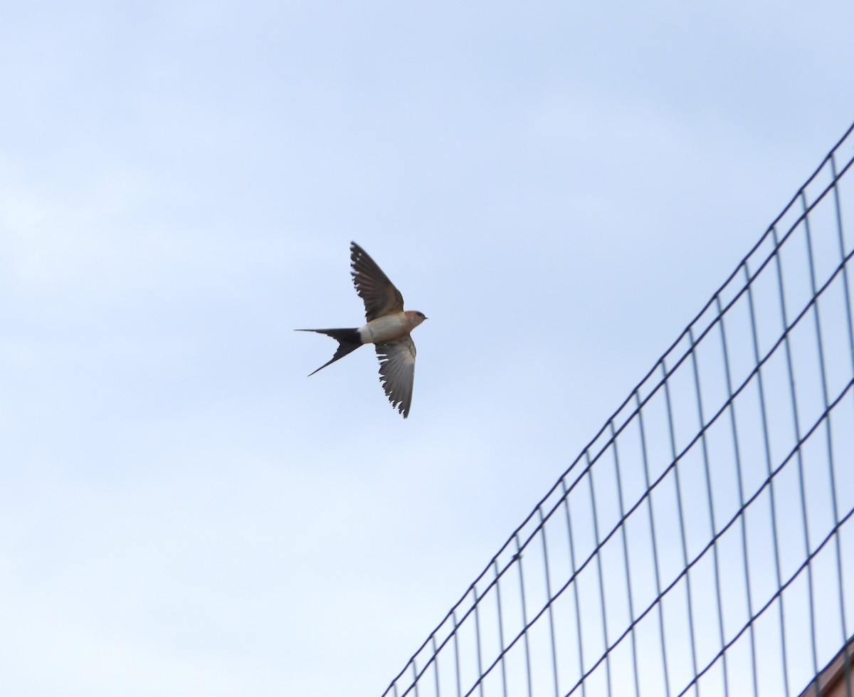 Red-rumped Swallow - ML619816064