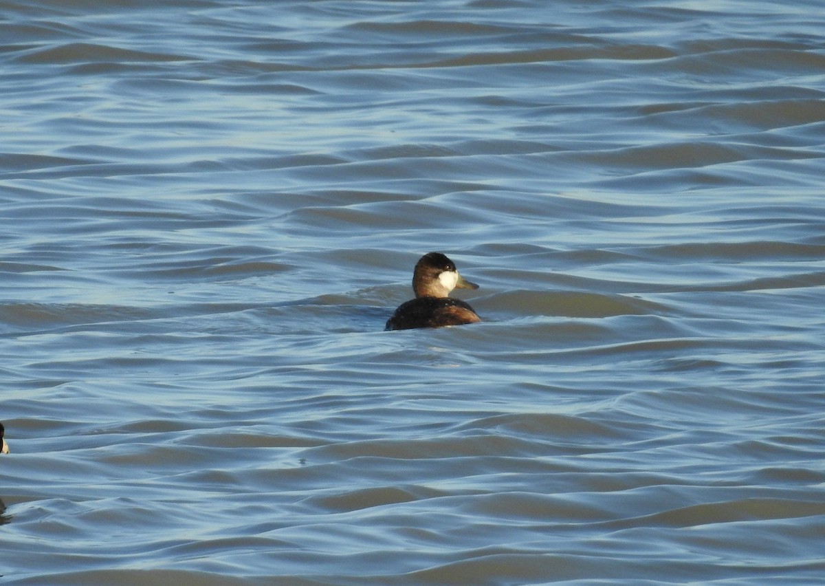 Érismature rousse - ML619816072