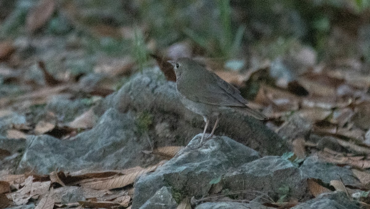 Hermit Thrush - ML619816082