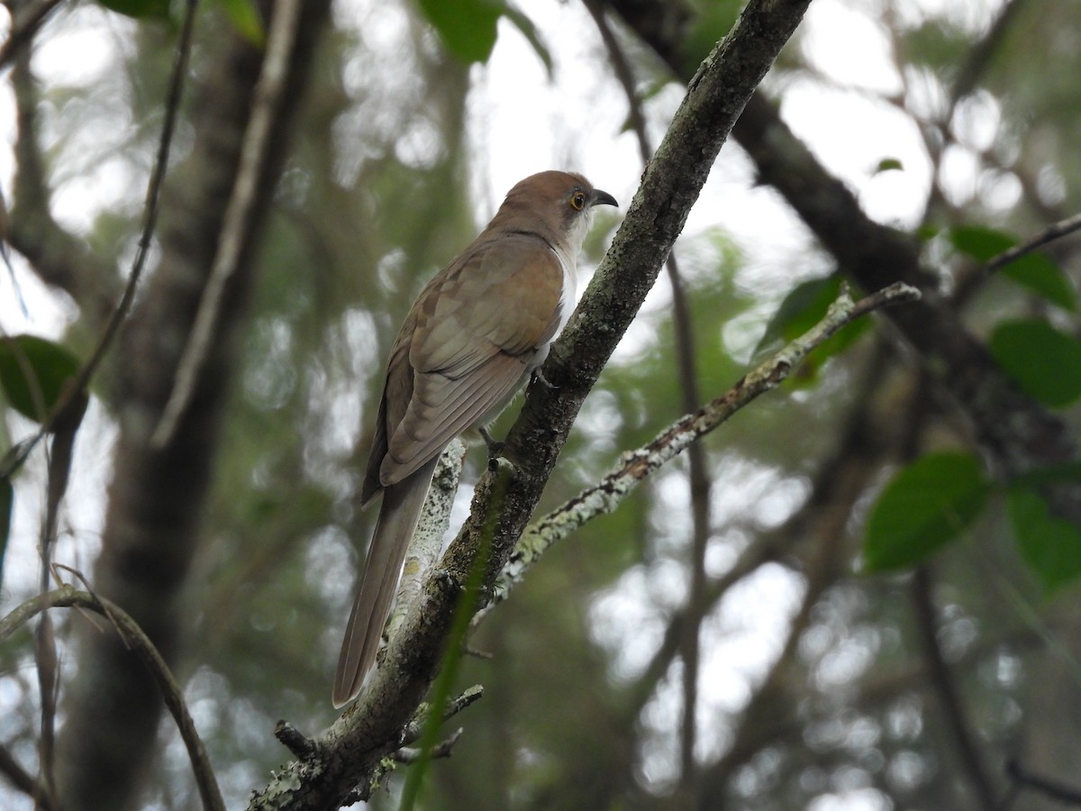 Dark-billed Cuckoo - ML619816092