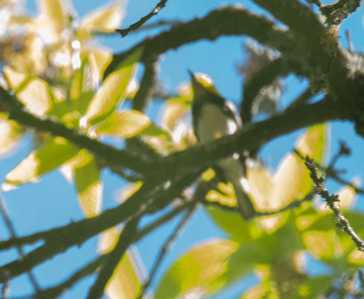 Golden-cheeked Warbler - Leonardo Guzmán (Kingfisher Birdwatching Nuevo León)