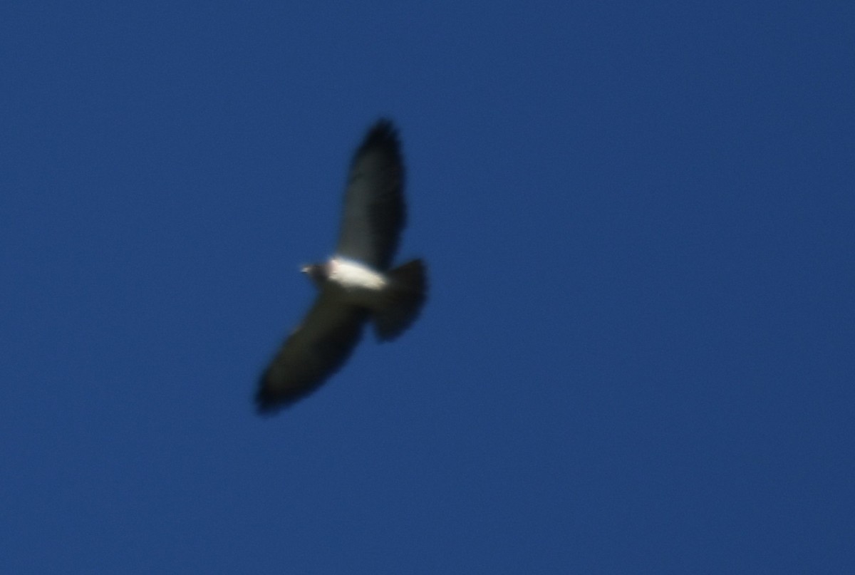 Short-tailed Hawk - ML619816101