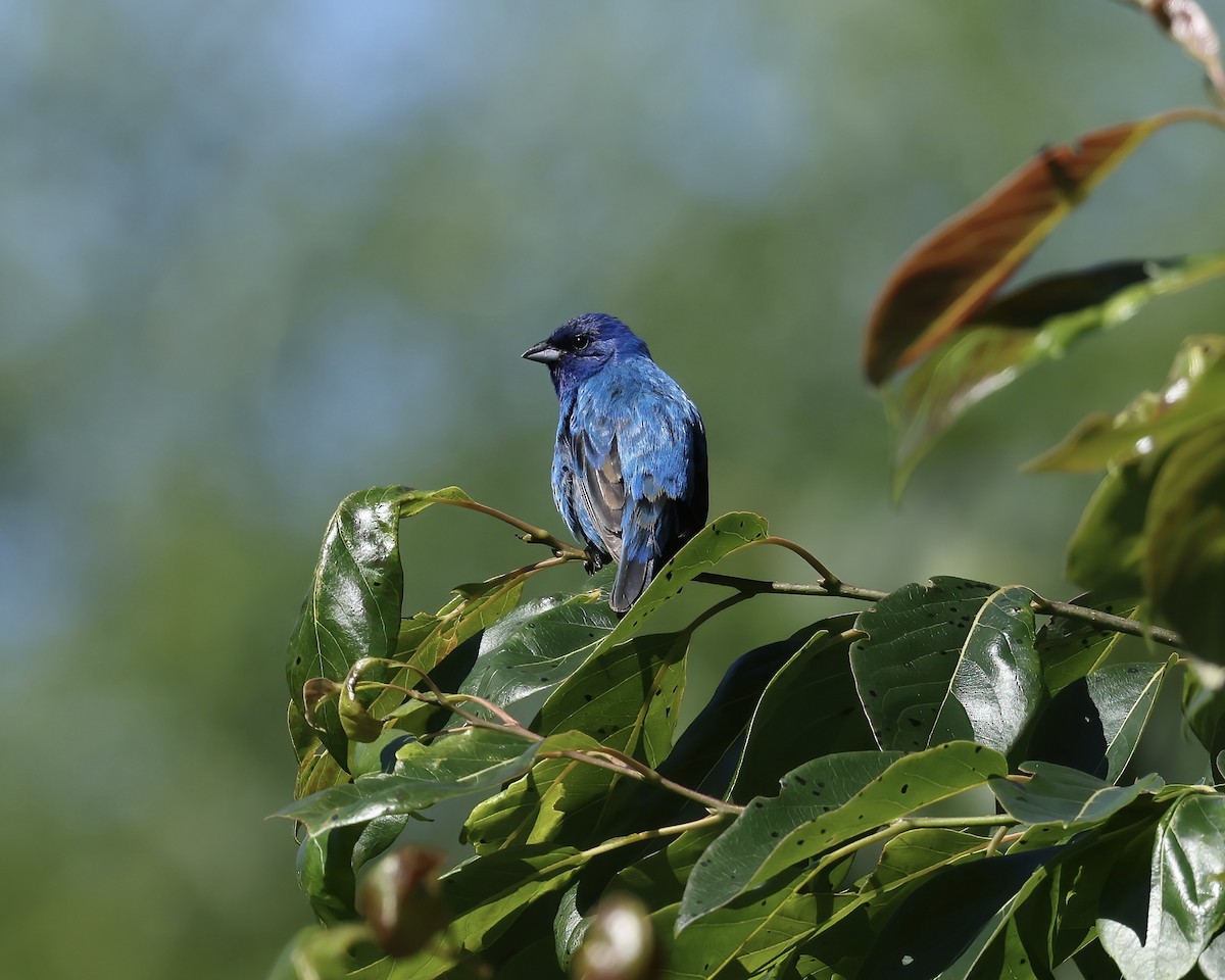 Passerin indigo - ML619816102