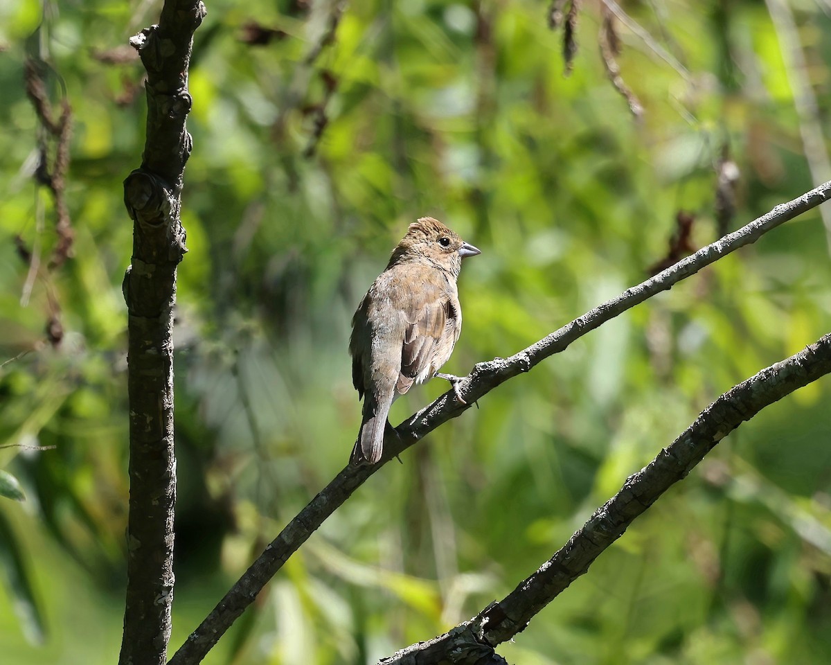 Passerin indigo - ML619816103