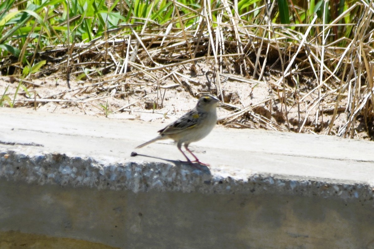 Grasshopper Sparrow - ML619816112