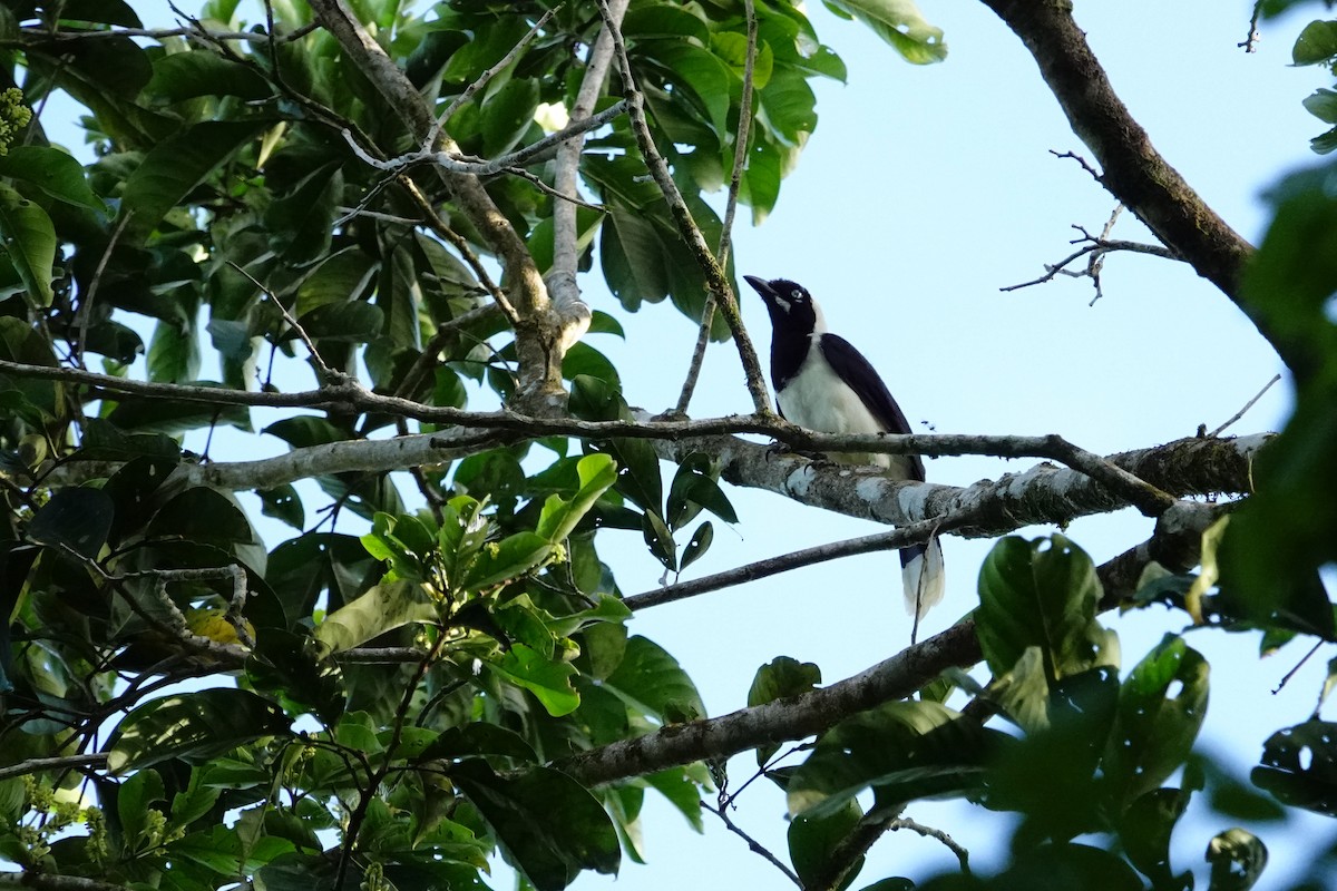 Guyana Mavi Kargası - ML619816119