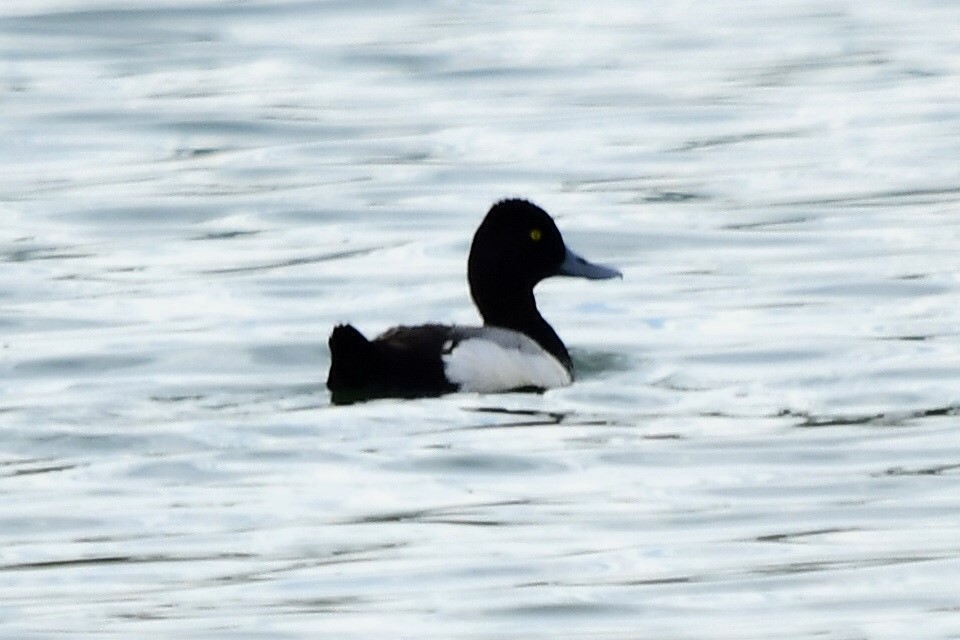 Lesser Scaup - ML619816120