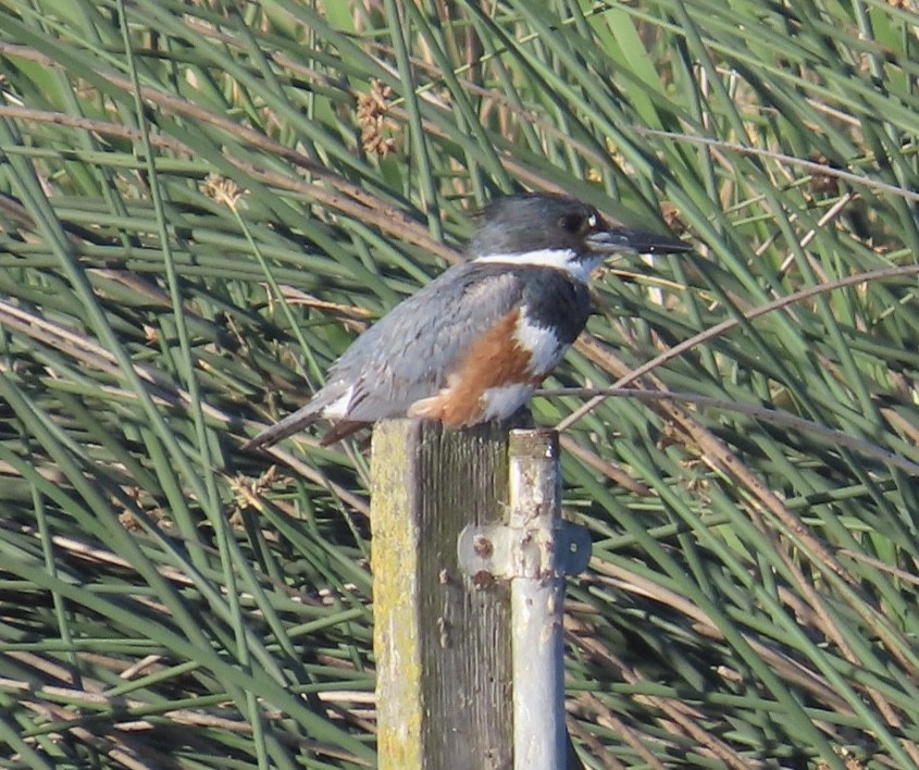 Belted Kingfisher - ML619816122
