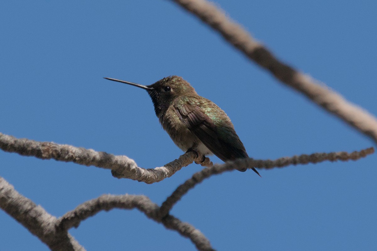 Black-chinned Hummingbird - ML619816124