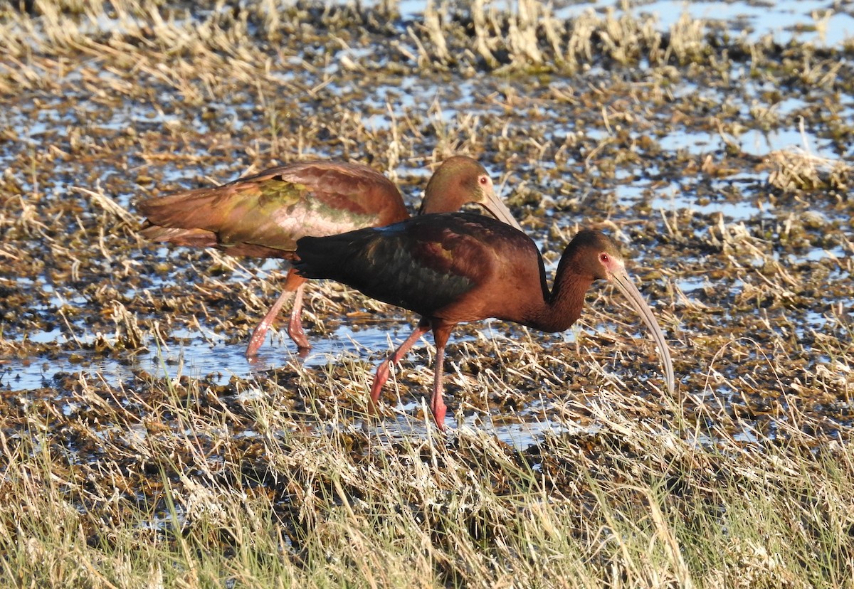 ibis americký - ML619816133