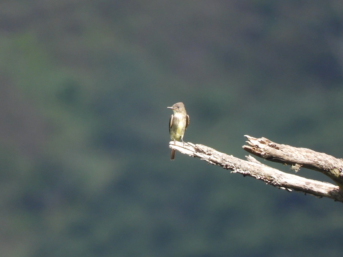 Tumbes Pewee - ML619816135