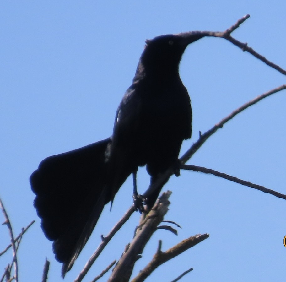 Great-tailed Grackle - ML619816147