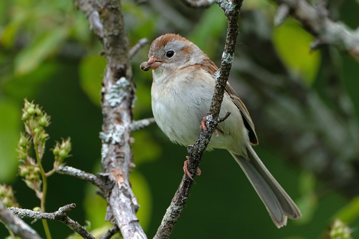 Field Sparrow - ML619816153