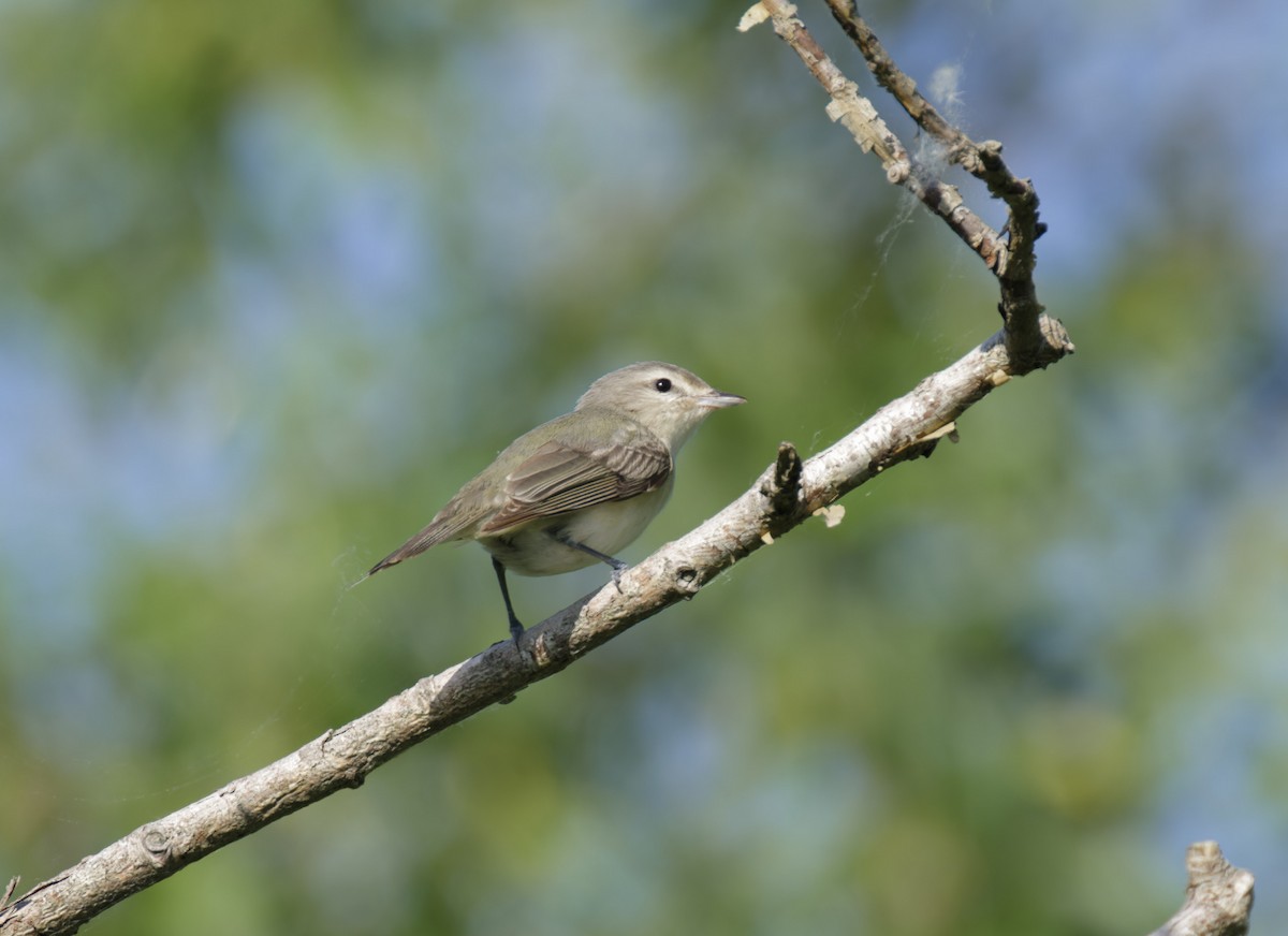 Warbling Vireo (Eastern) - ML619816158