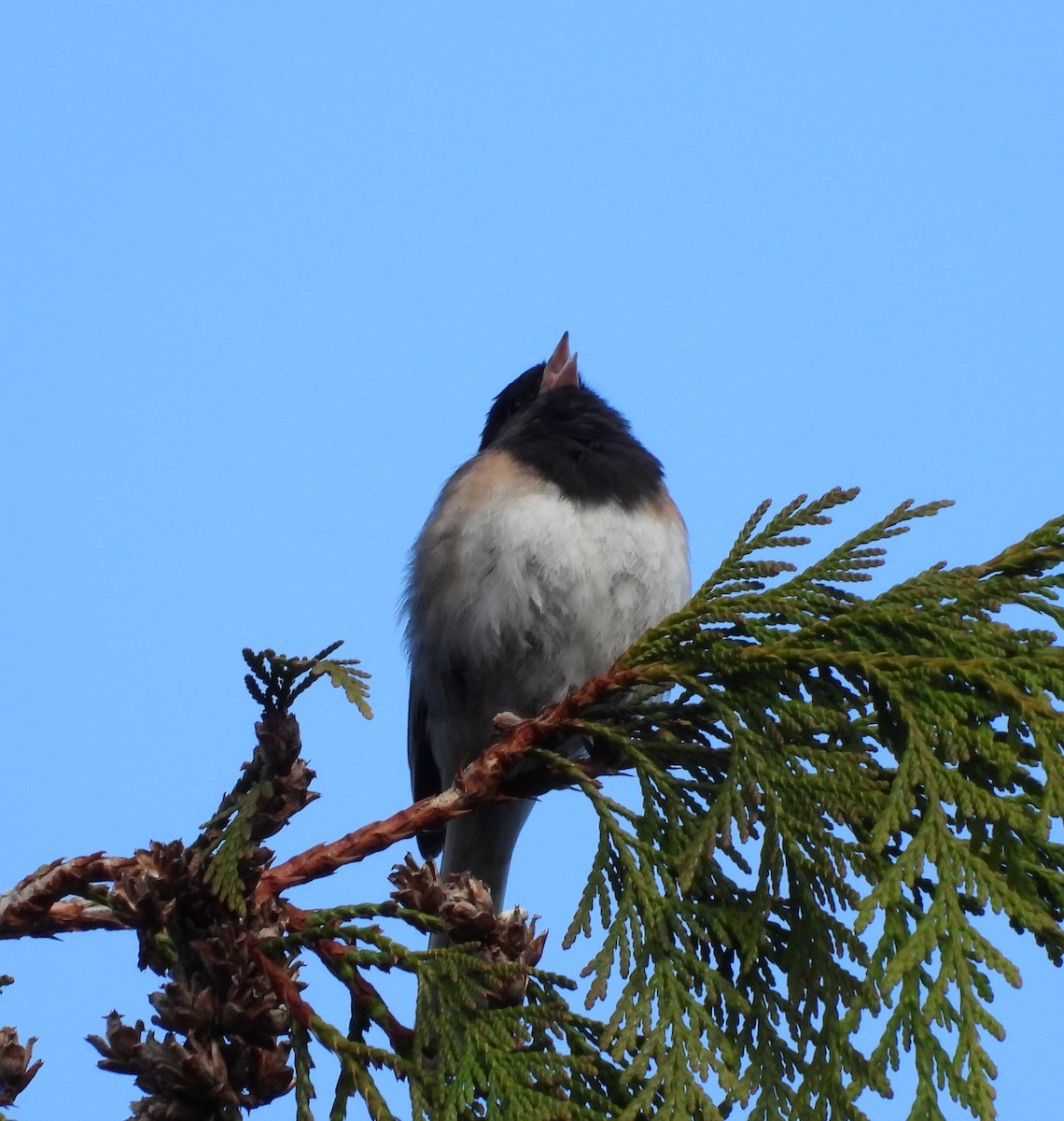 Junco ardoisé - ML619816163