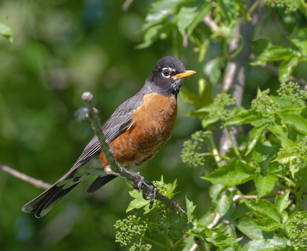 American Robin - ML619816164