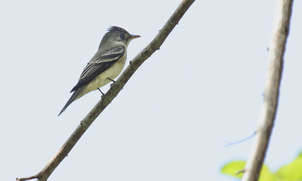 Northern Tropical Pewee - ML619816177