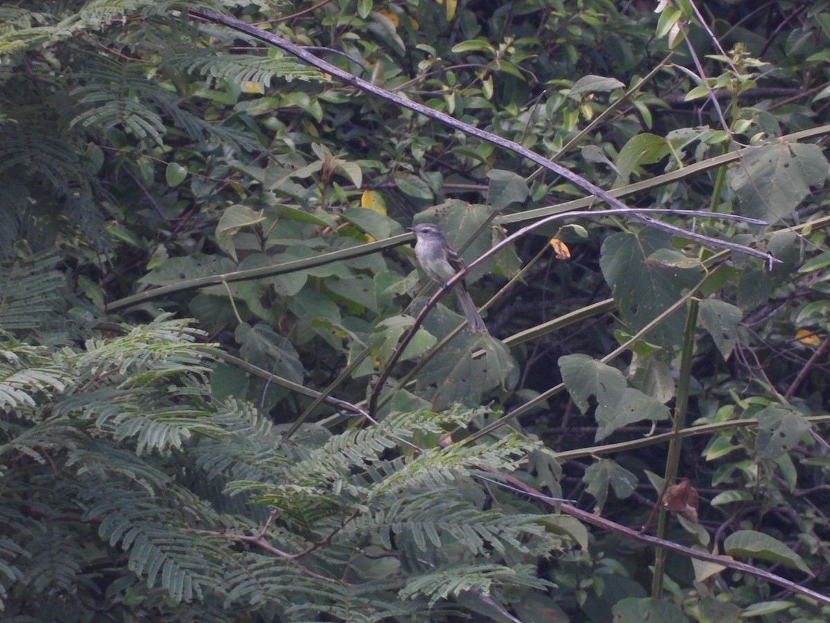 Gray-breasted Flycatcher - ML619816179