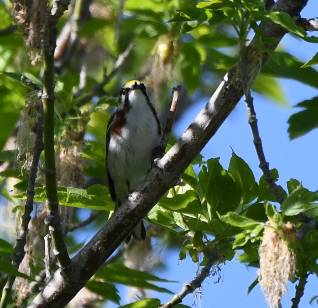 Chestnut-sided Warbler - ML619816181