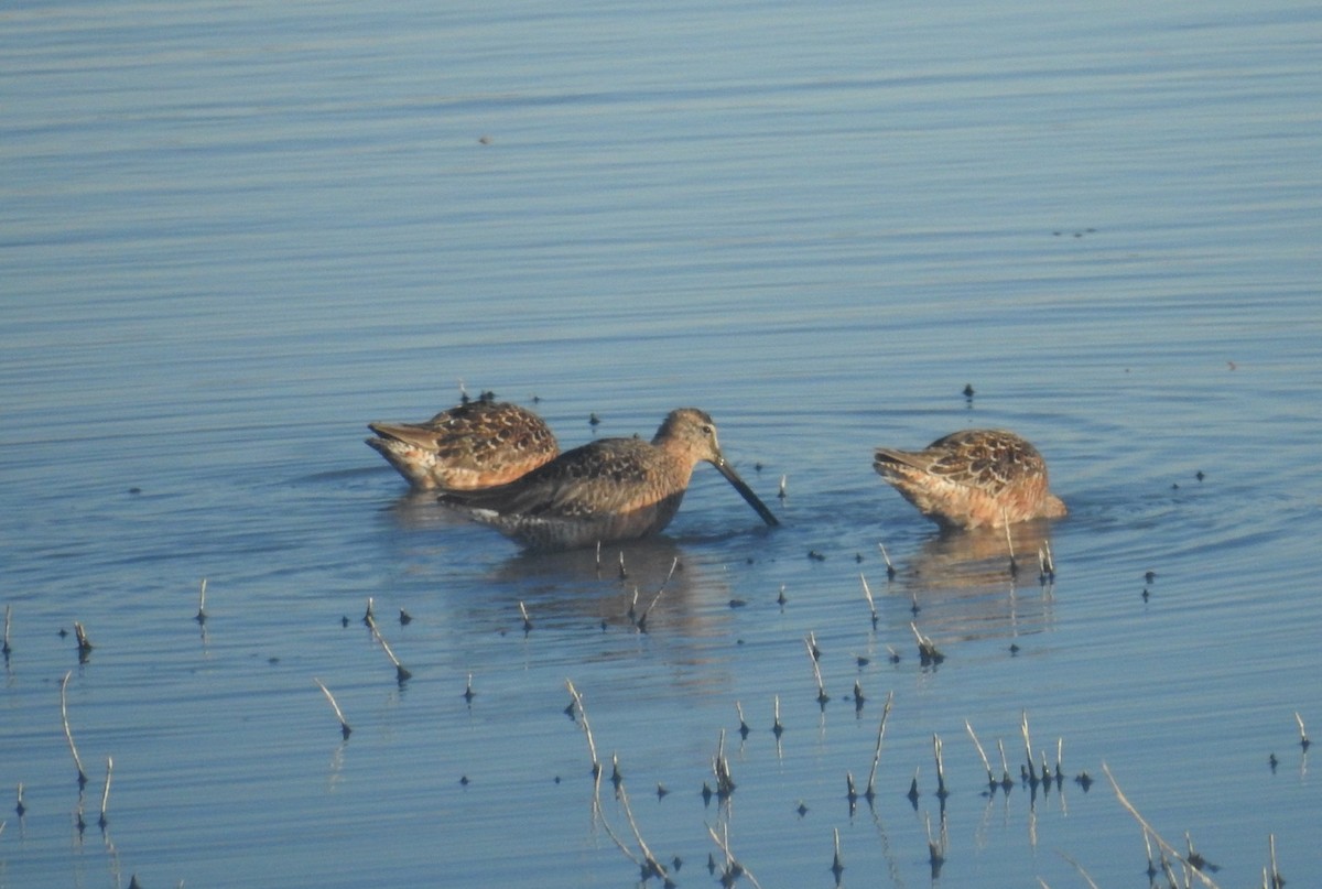 Long-billed Dowitcher - ML619816189