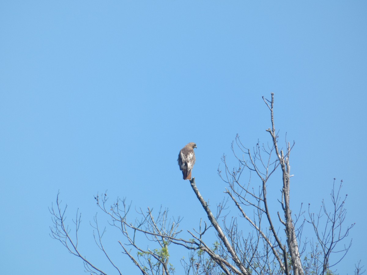 Red-tailed Hawk - ML619816197