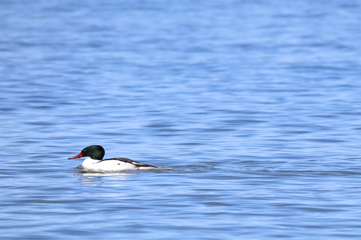 Common Merganser (North American) - ML619816205