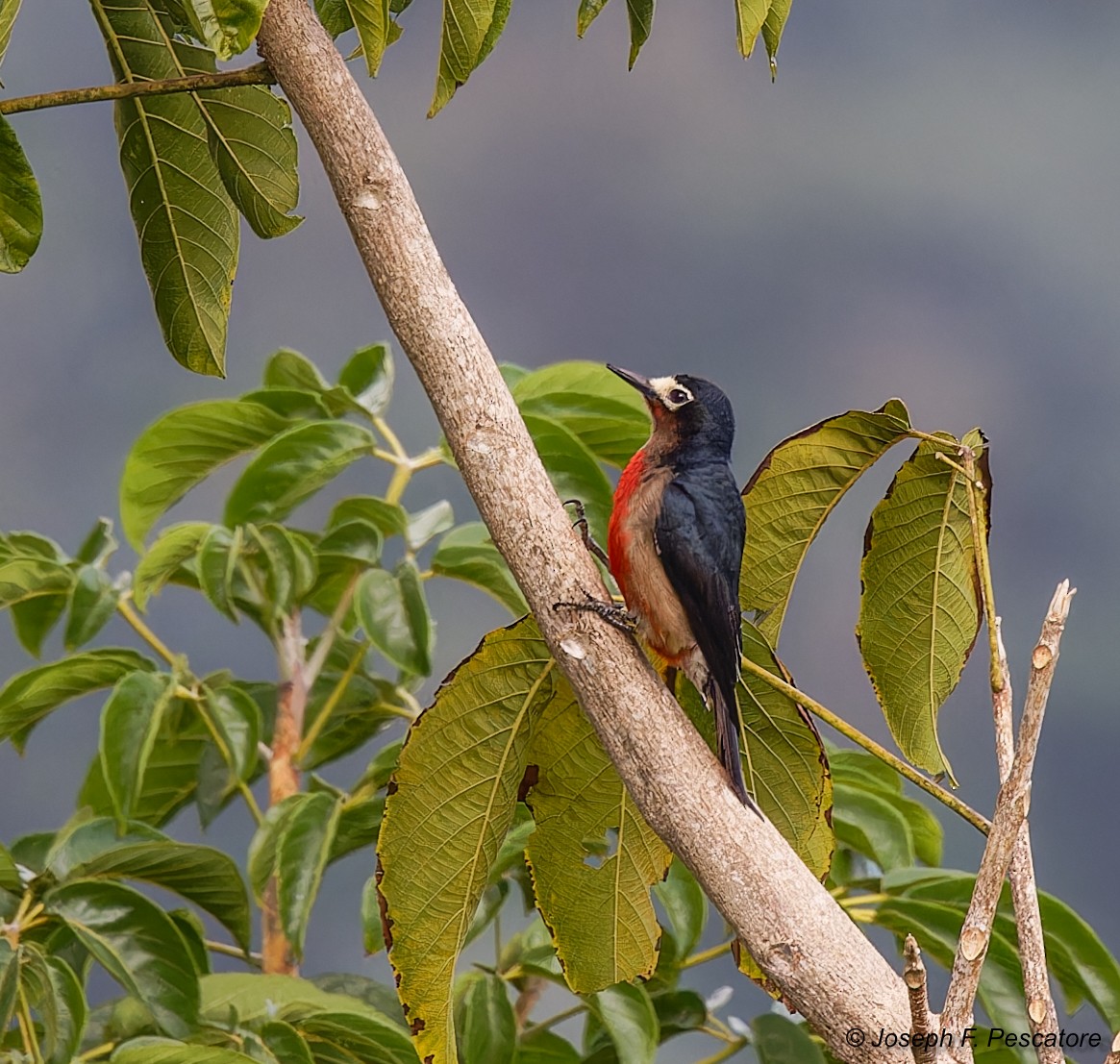 Puerto Rican Woodpecker - ML619816213