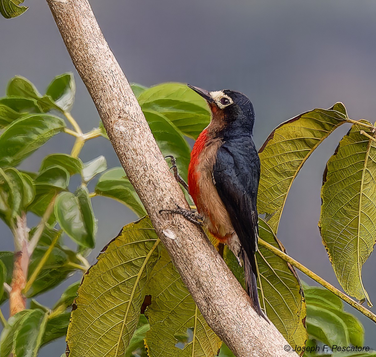 Puerto Rican Woodpecker - ML619816214