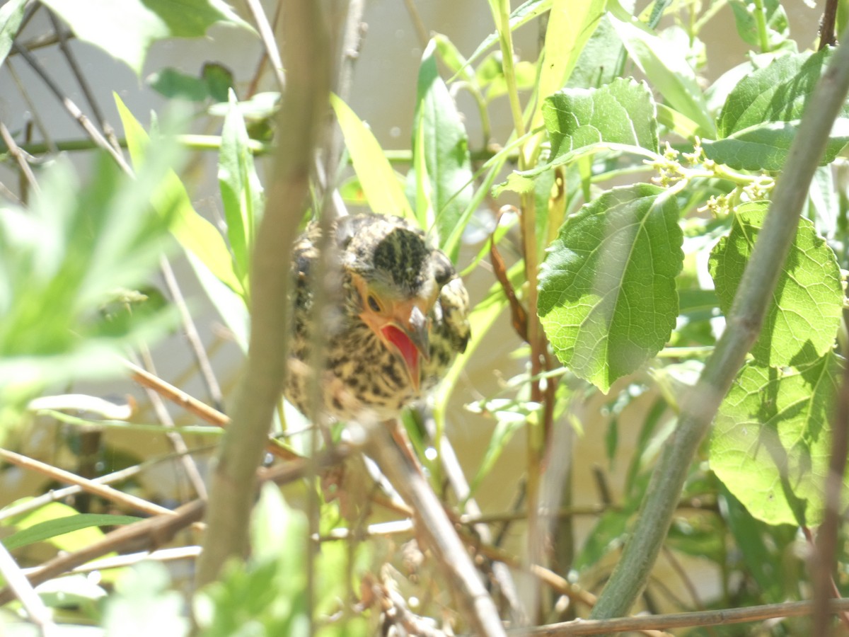 Red-winged Blackbird - ML619816217