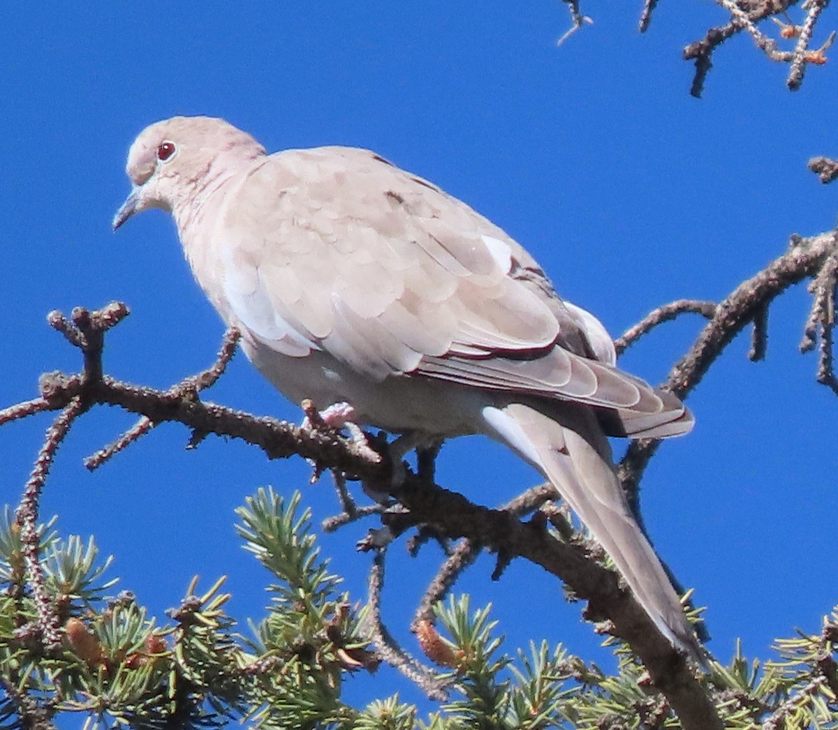 Eurasian Collared-Dove - ML619816221