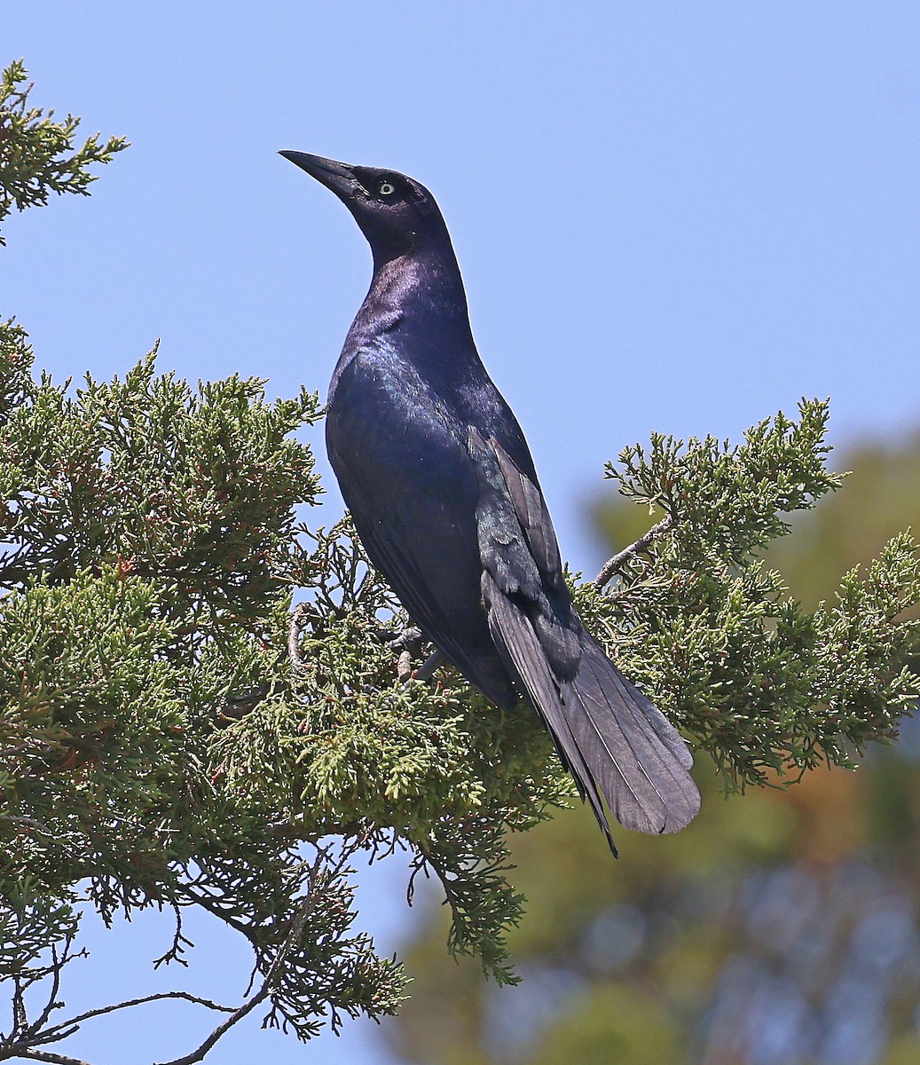 Boat-tailed Grackle - ML619816225