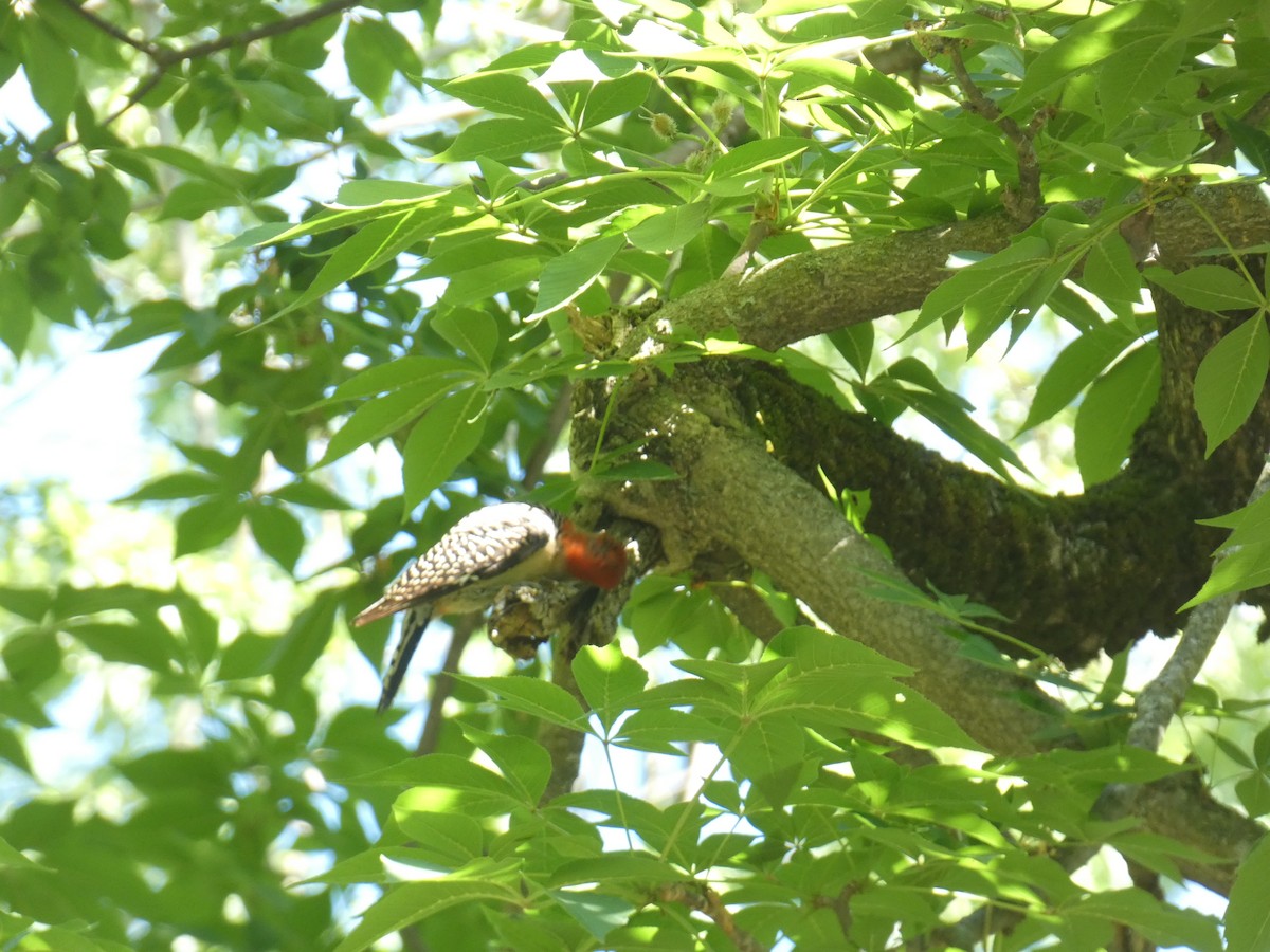 Red-bellied Woodpecker - ML619816227