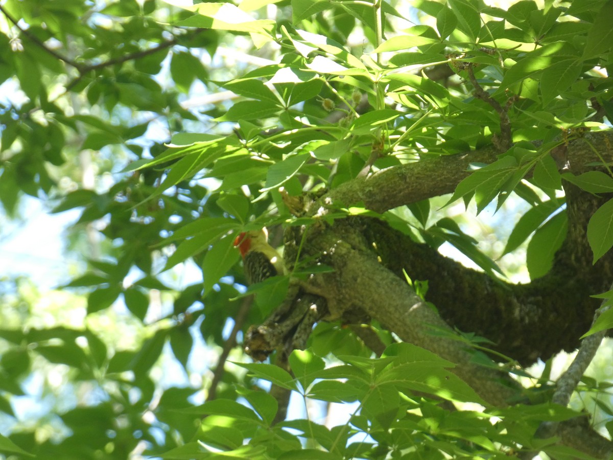 Red-bellied Woodpecker - ML619816228