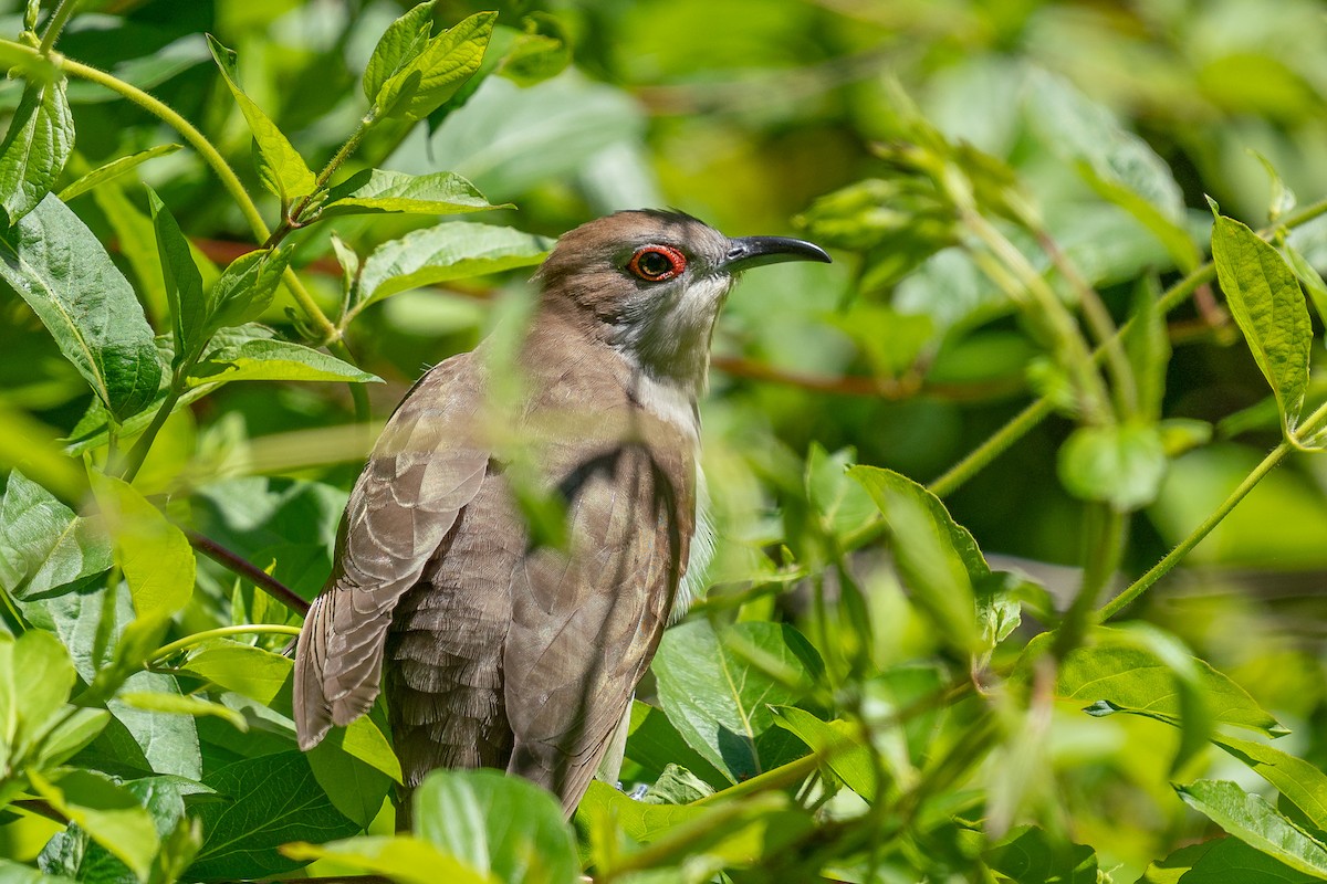 Black-billed Cuckoo - ML619816230