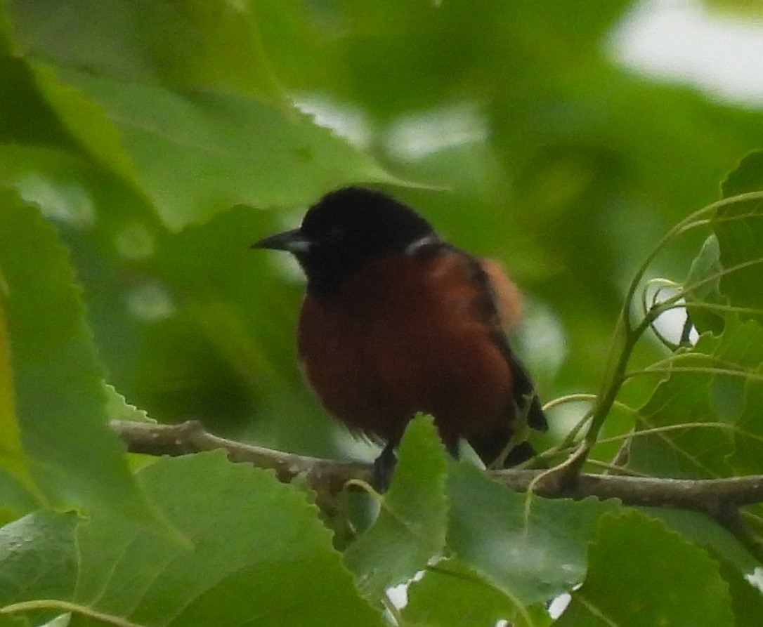 Orchard Oriole - ML619816235
