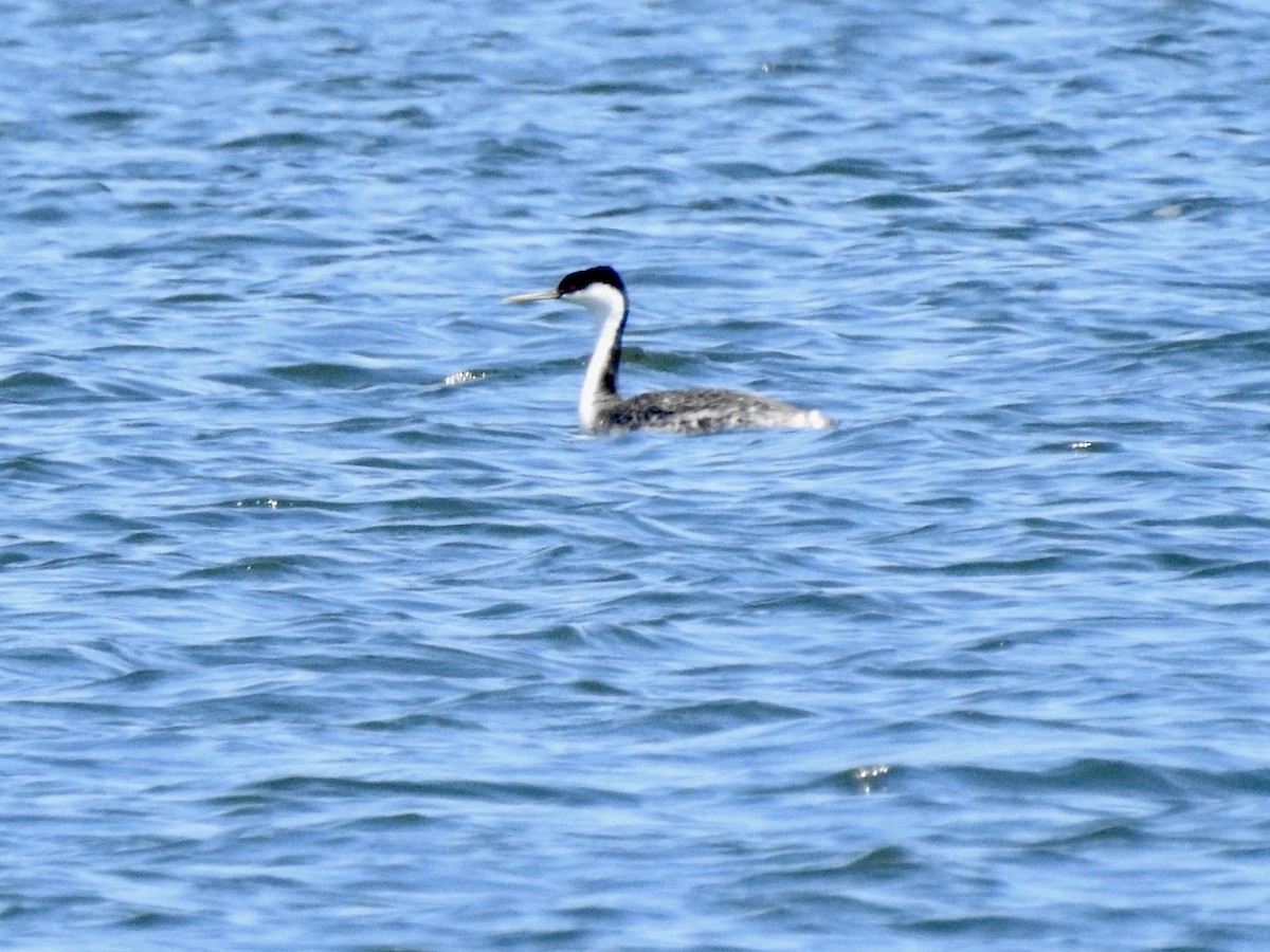 Western Grebe - ML619816236