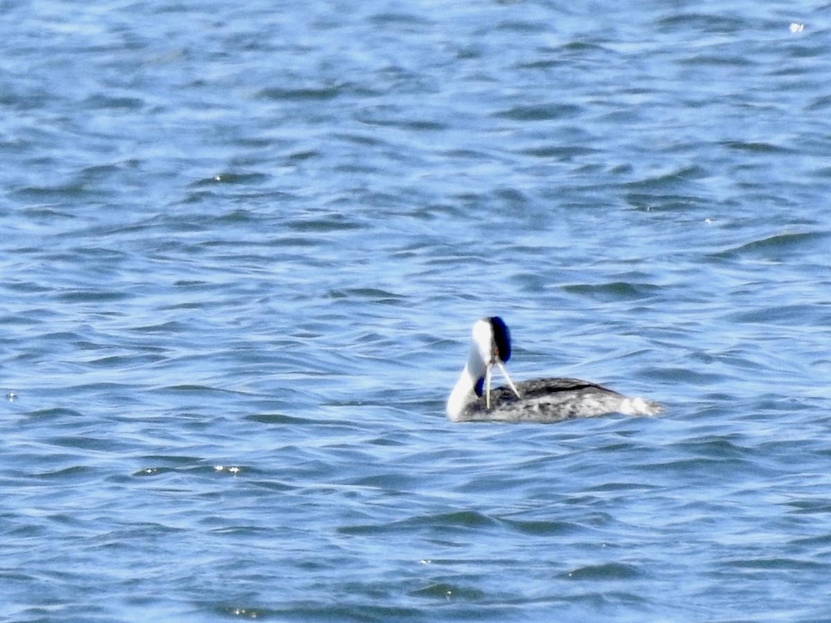 Western Grebe - ML619816237