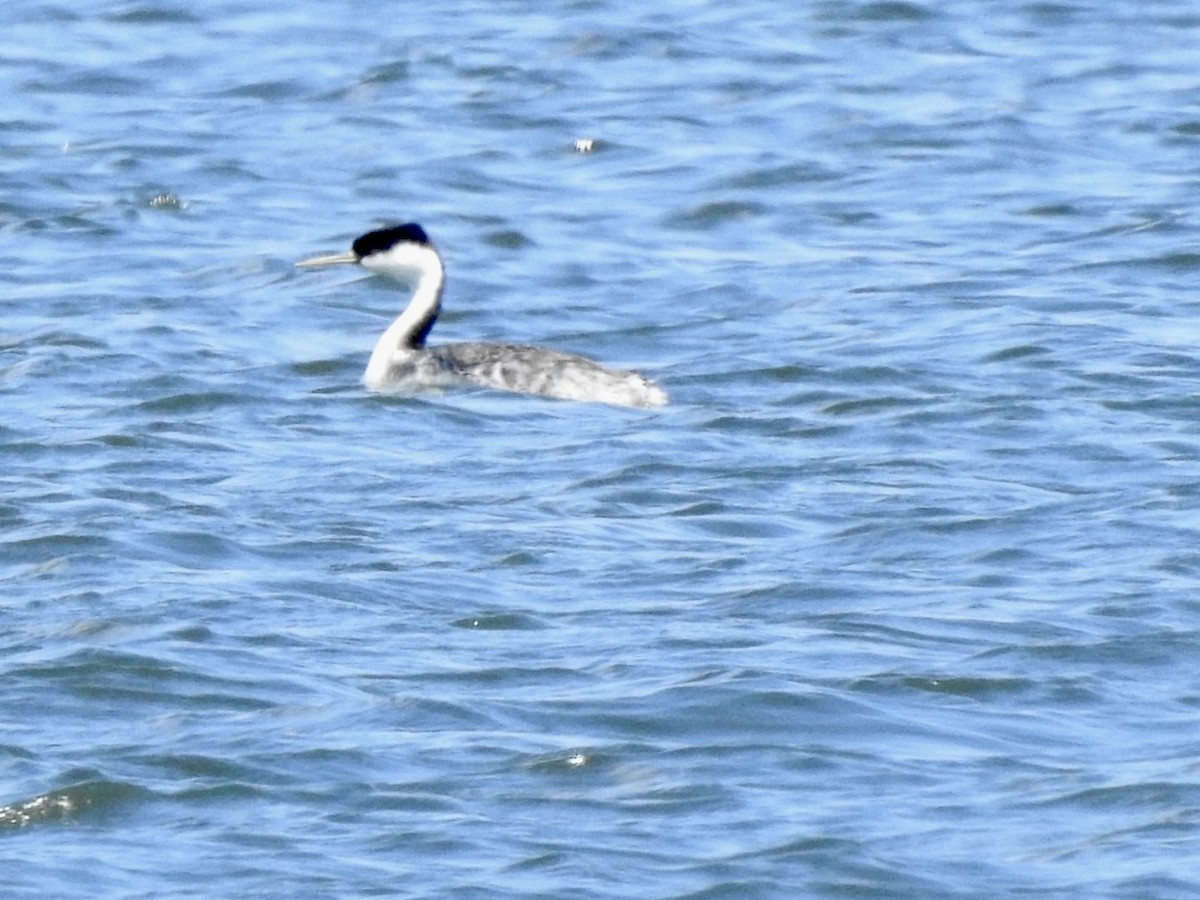 Western Grebe - ML619816239