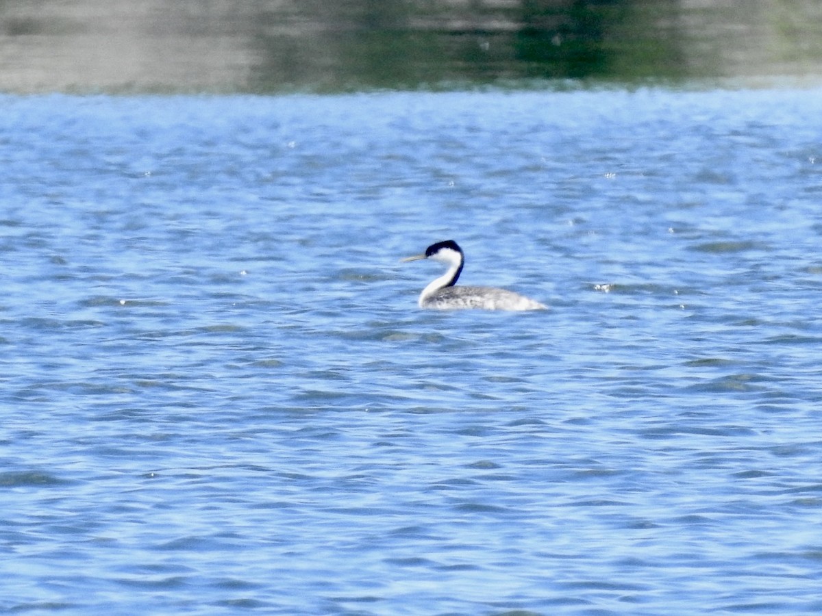 Western Grebe - ML619816240