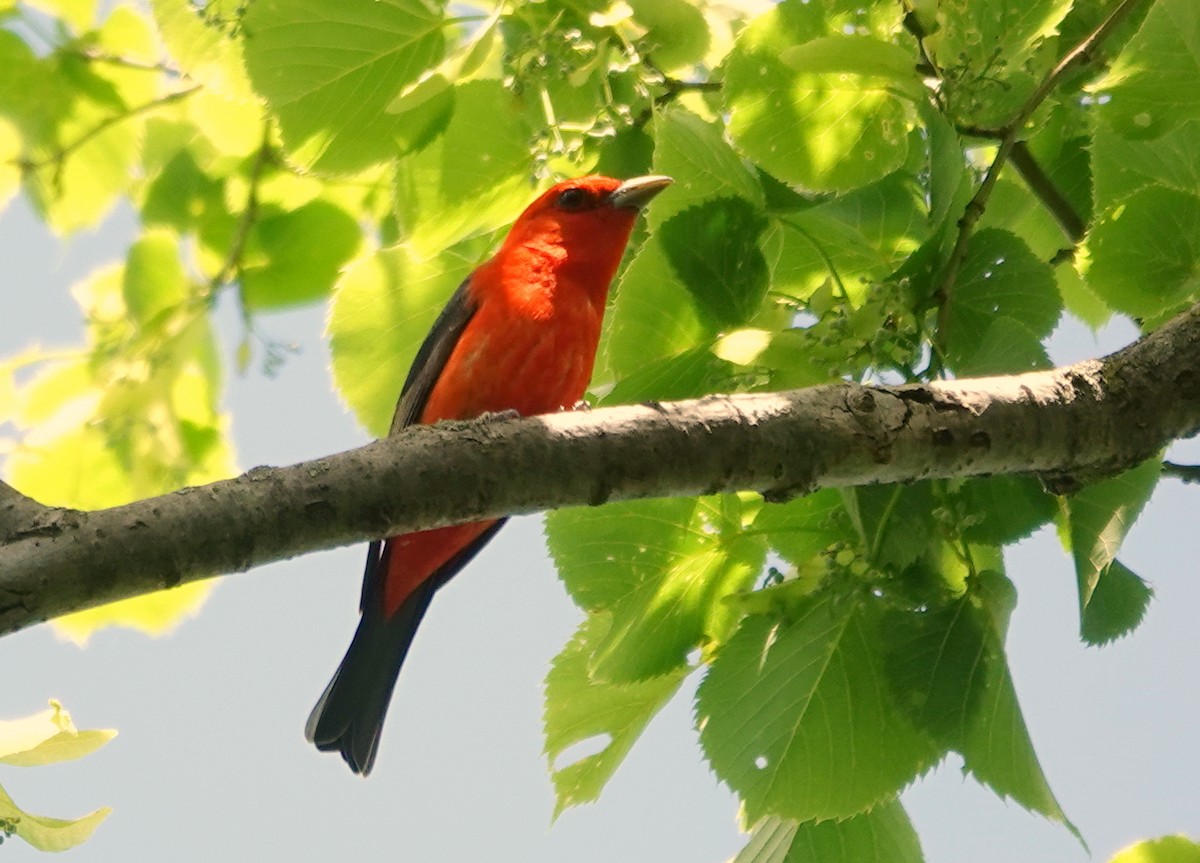 Scarlet Tanager - ML619816243