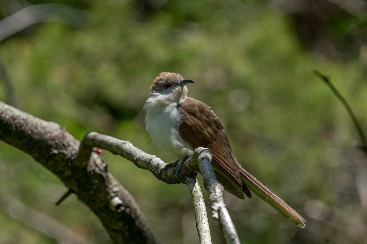 Black-billed Cuckoo - ML619816248