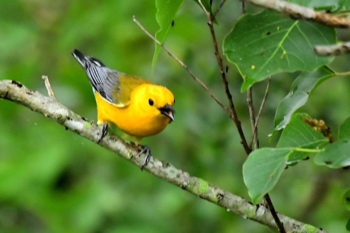 Prothonotary Warbler - ML619816250