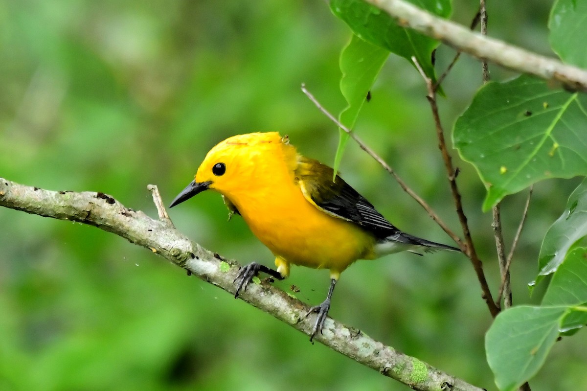 Prothonotary Warbler - ML619816251
