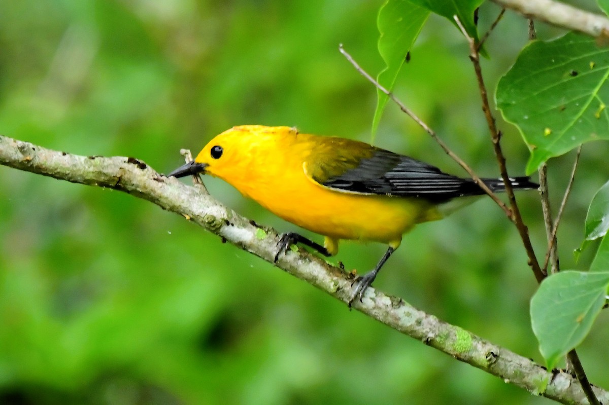 Prothonotary Warbler - ML619816252