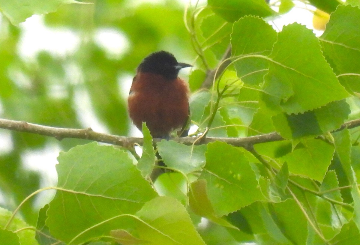 Orchard Oriole - ML619816261