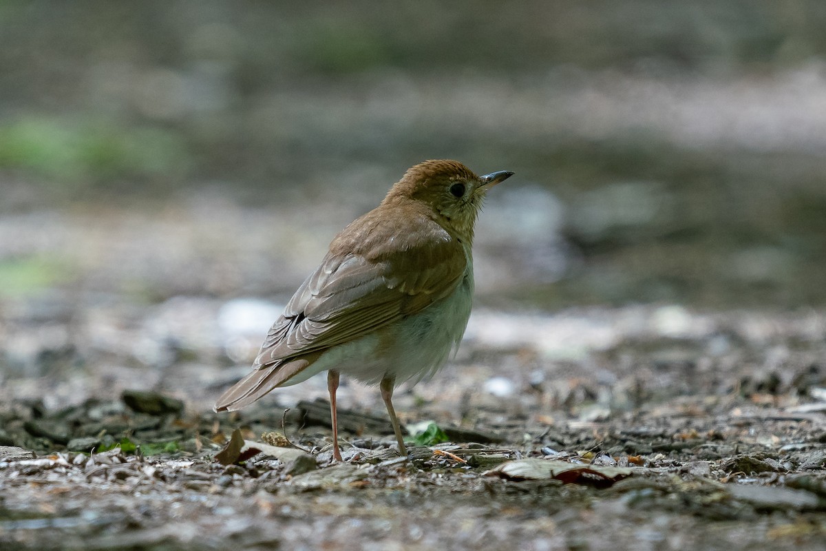 Veery - ML619816277