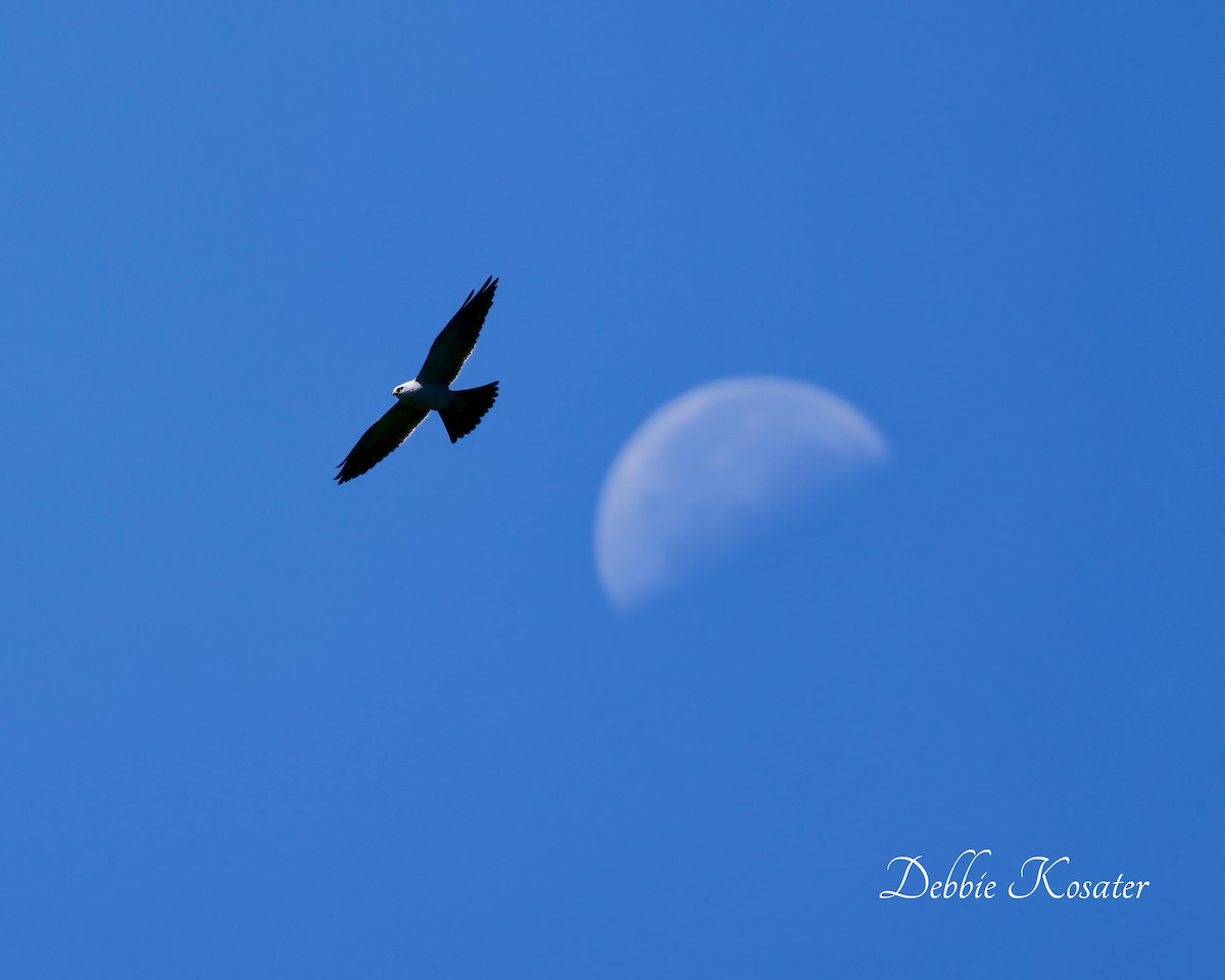 Mississippi Kite - ML619816286