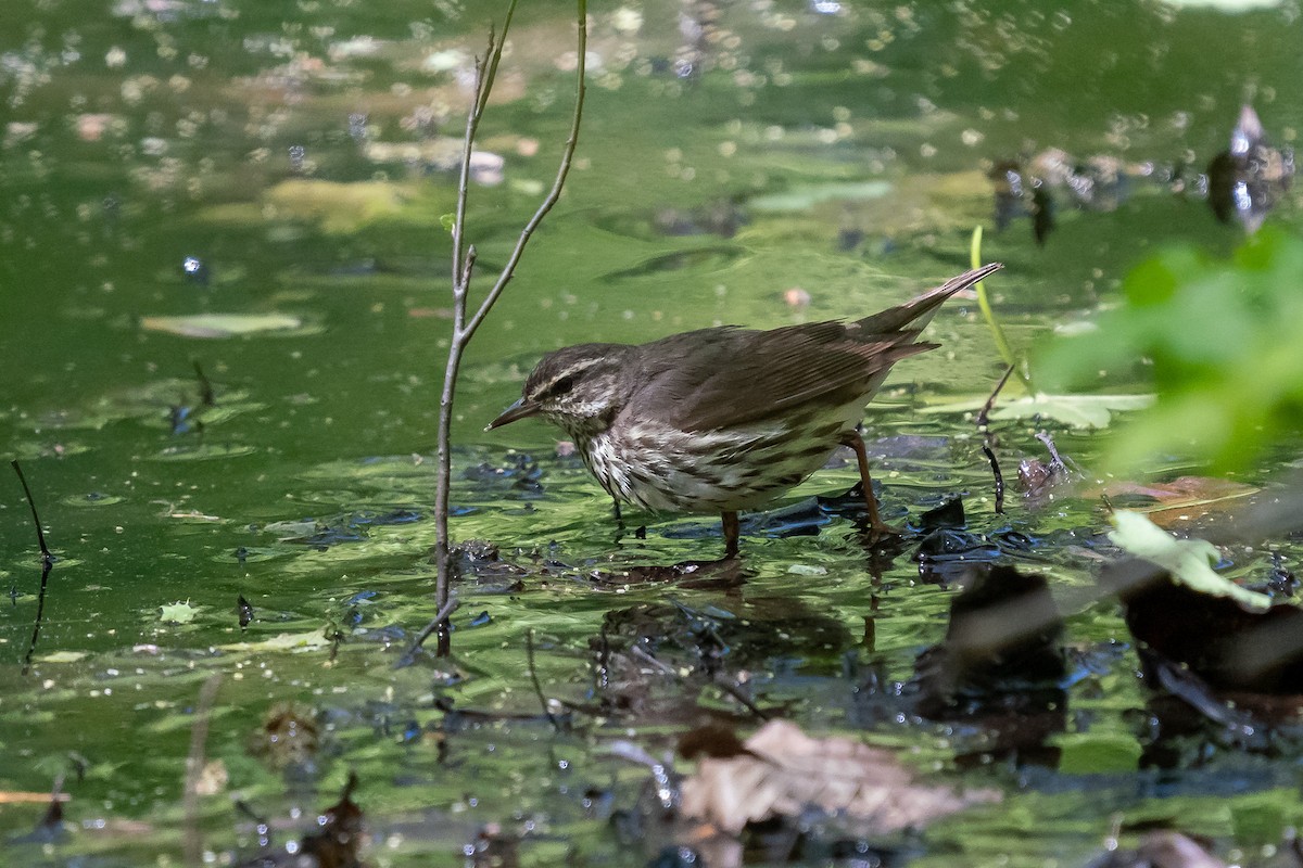 Northern Waterthrush - ML619816287