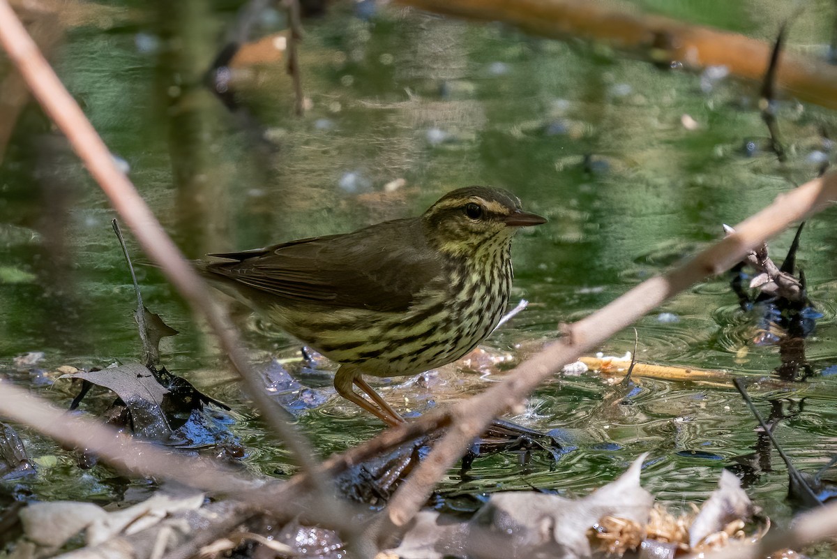 Northern Waterthrush - ML619816289